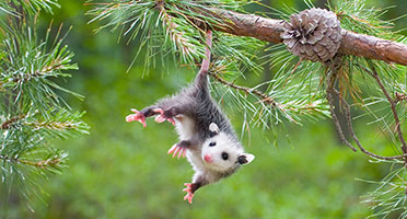 an opossum hanging from a tree