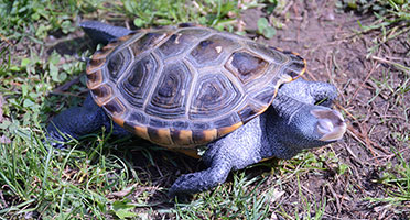 a turtle with diamond-shaped markings on its hell