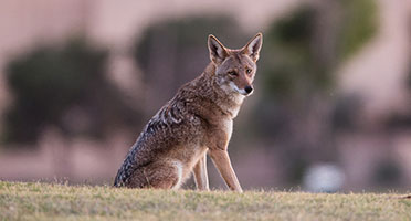 a coyote sitting on a lawn