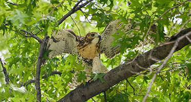 a hawk prepares to fly out from a tree