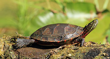 a turtle with red markings on its shell and body