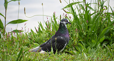 a pigeon walks around in a grassy meadow by the lake