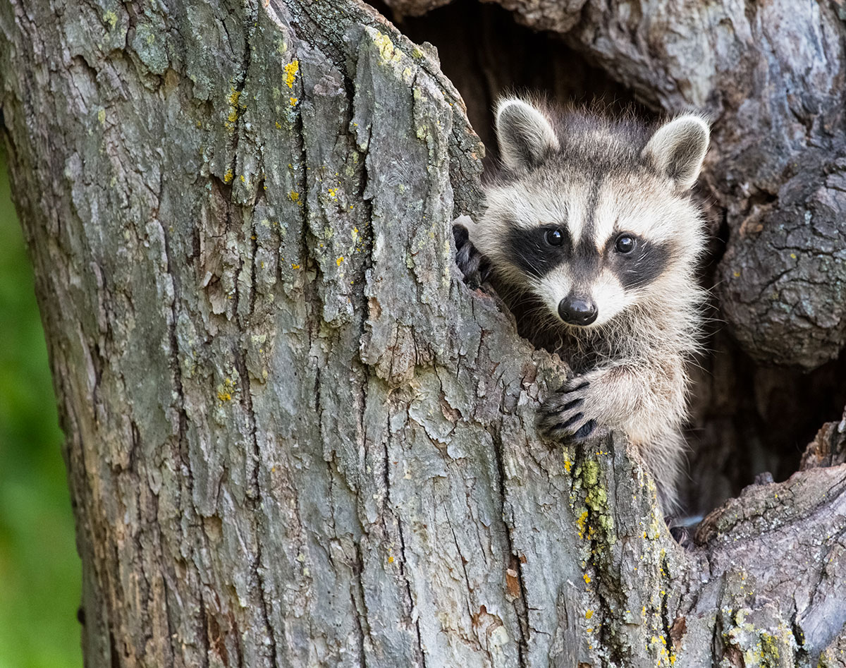 Tiger spotted in NYC turns out to be a large raccoon