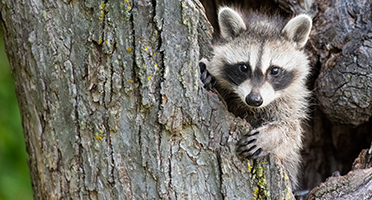 a raccoon in a tree