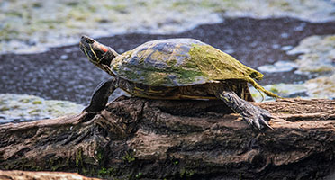 a turtle with red markings on its ears