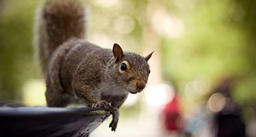 a squirrel on a water fountain