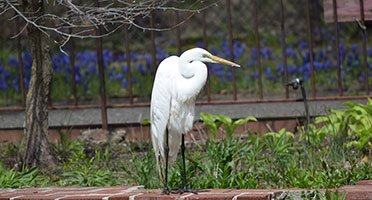 a white egret in the park