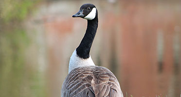 a goose in the park