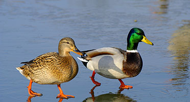 two ducks, one brown, and one gray with a green head walk on the wet shores