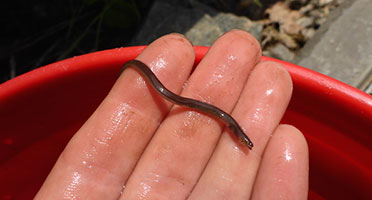 someone holds up an eel in their palm