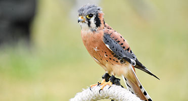 a bird perched on a rope