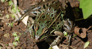 a green frog with black spots