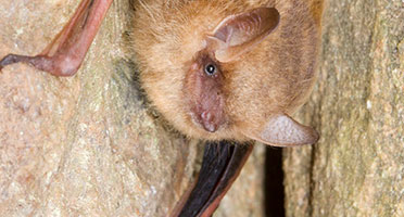 A tri-colored bat on a rock