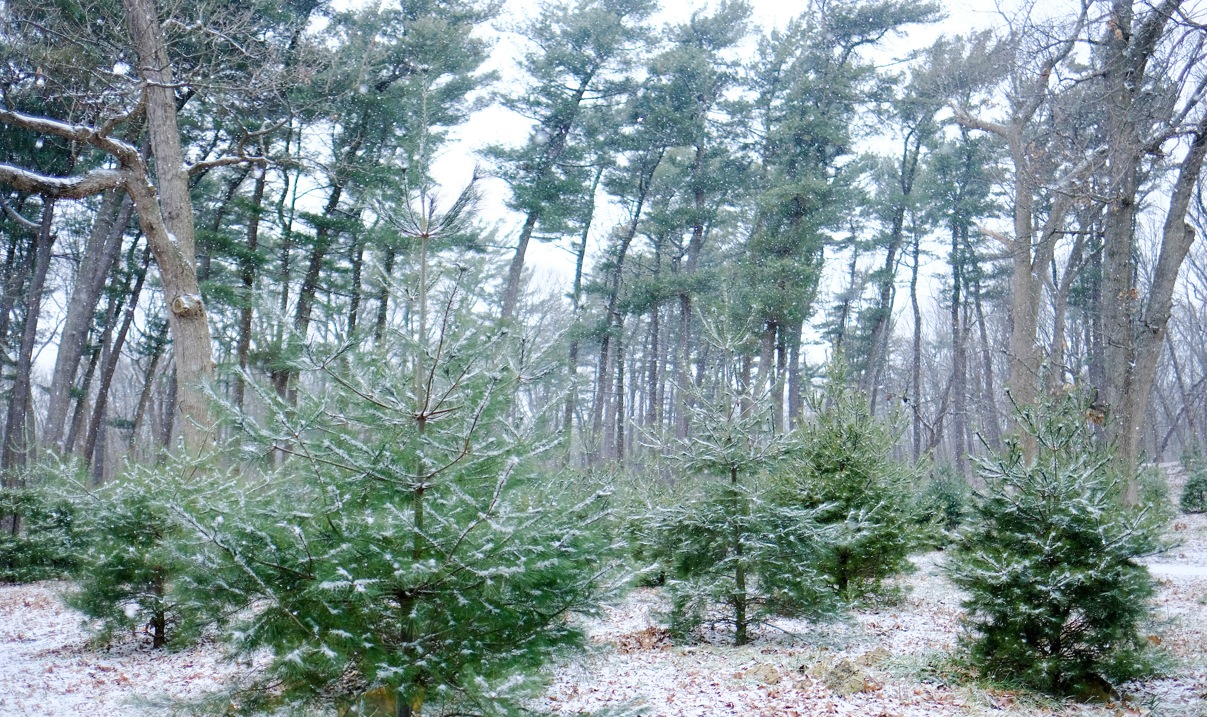 very tall pine trees and some younger ones covered in snowfall 