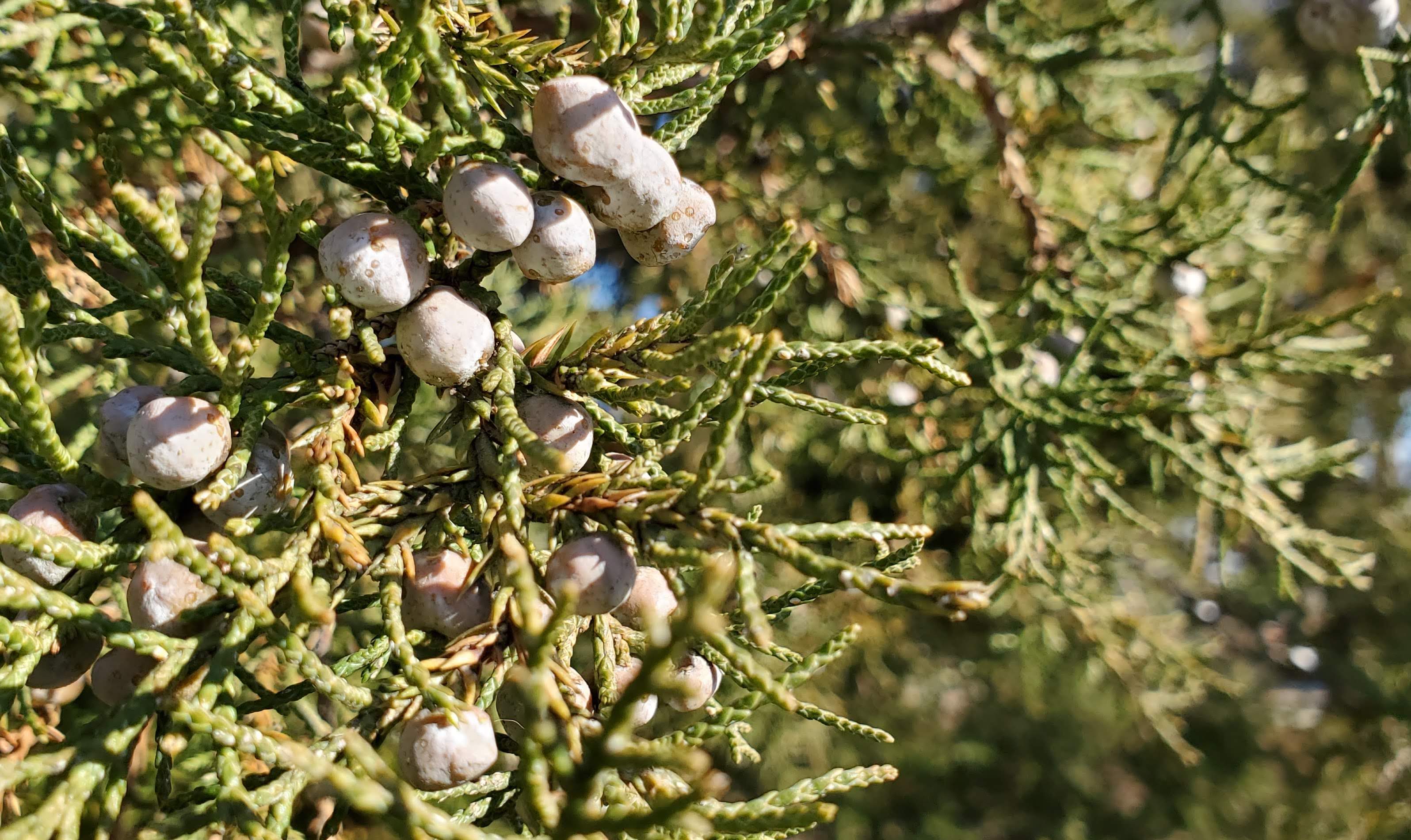 upclose look at the white berries next to the needles on the branches