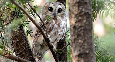 a saw-whet owl in the tree