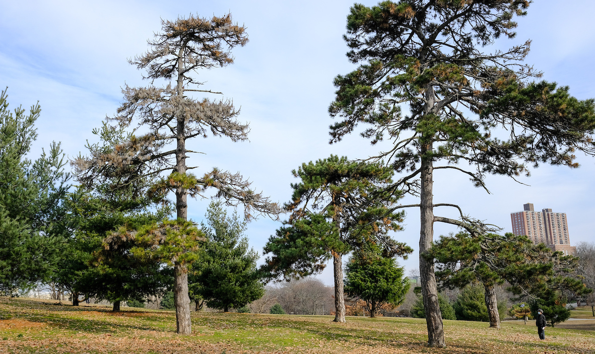 tall pine trees tower over the hill in the park