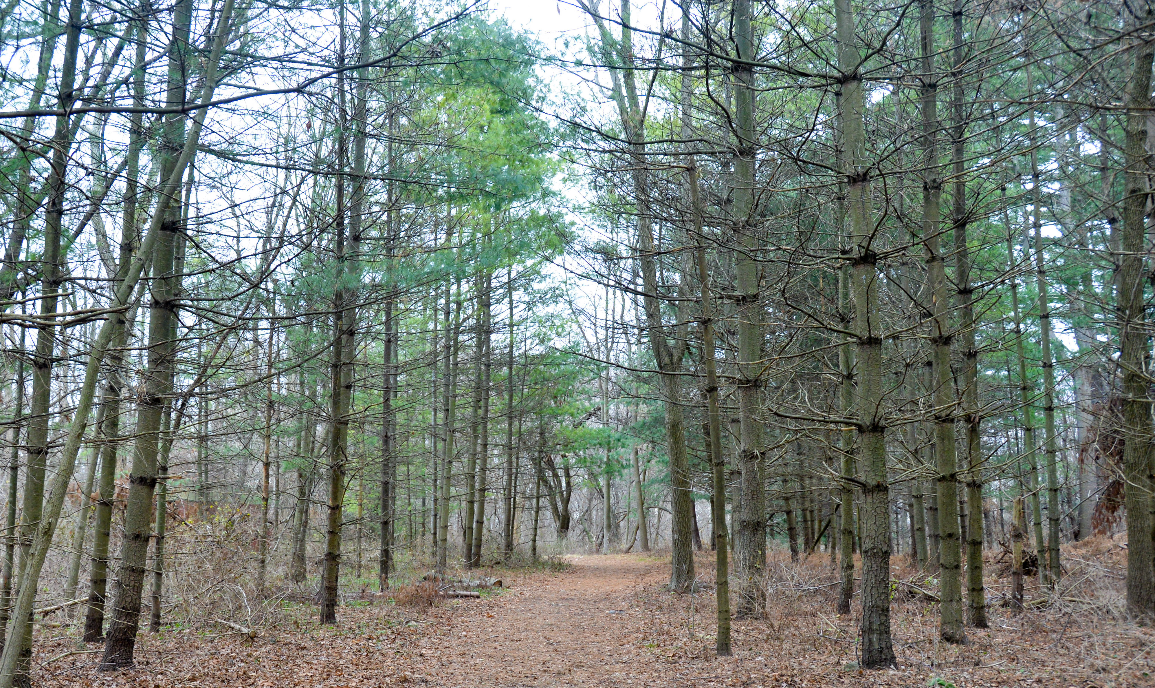 a trail leads through a pine grove