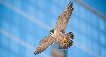 a peregrine falcon soars in the air