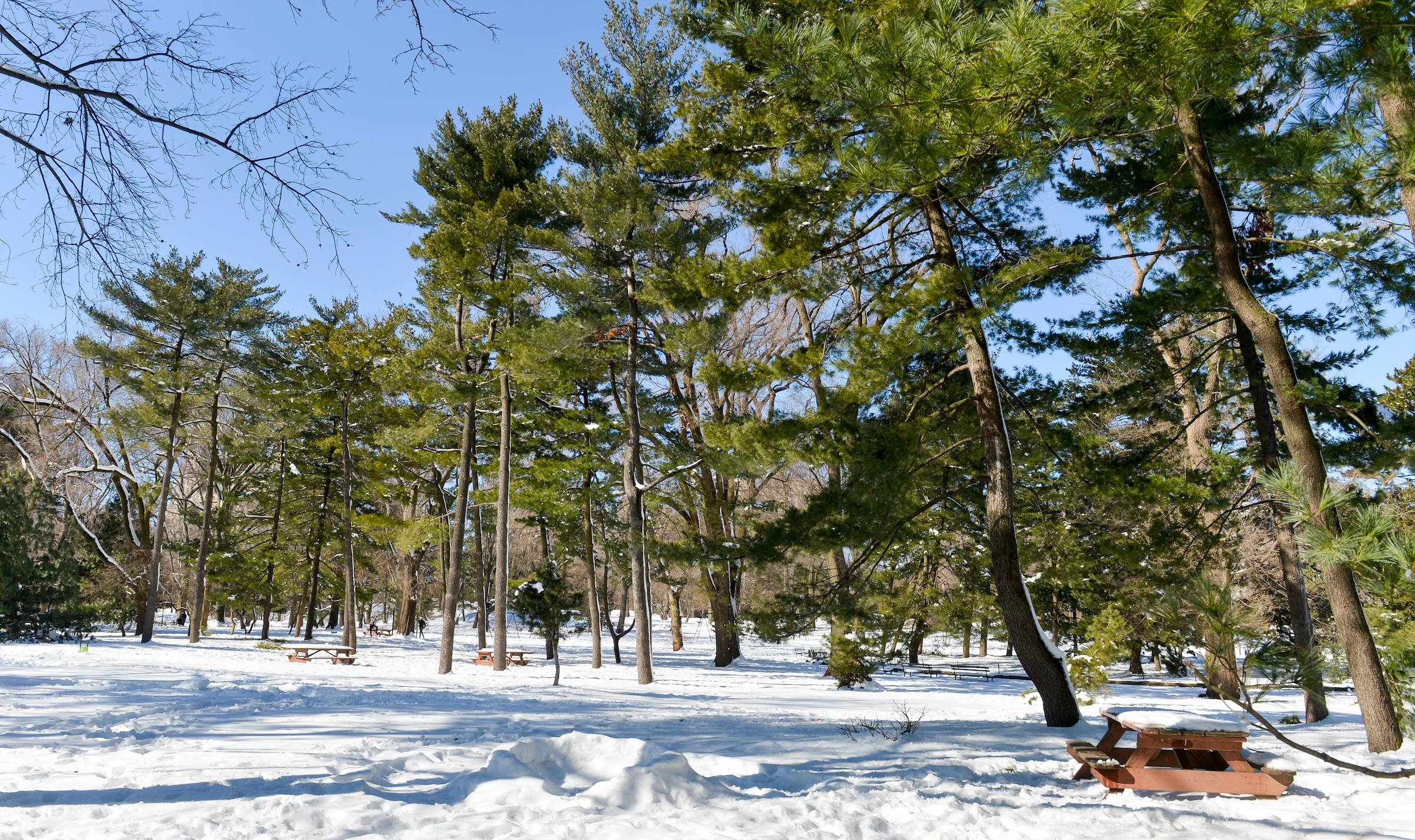 very tall evergreens grow in a grove covered in snow