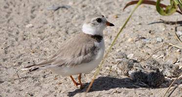 a tiny gray and white bird looks over the chicks in her nest on the beach