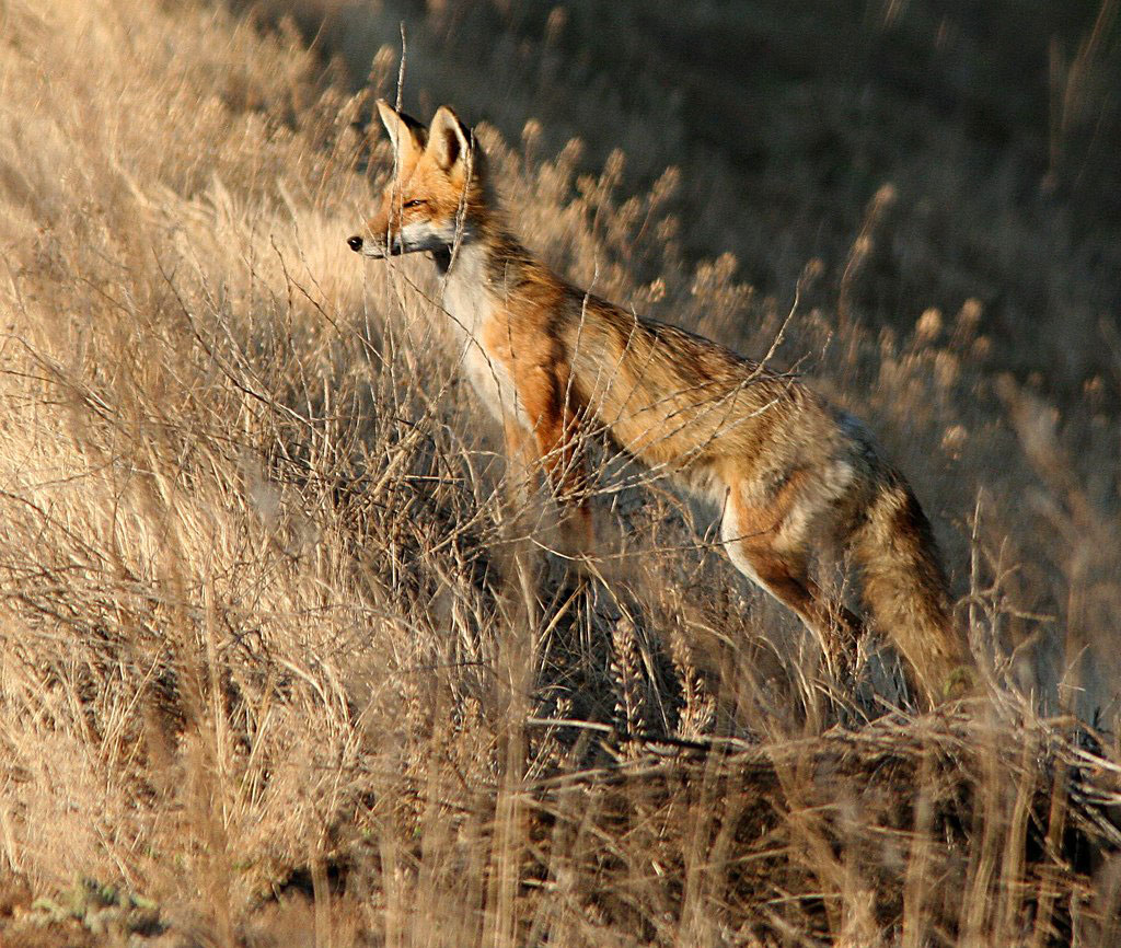 Learning Hub: Wildlife in New York City Parks : NYC Parks