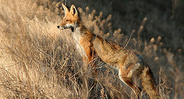 a red fox in a meadow