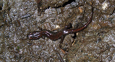 a red salamander in the mud