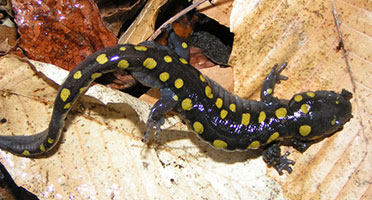 a black salamander with yellow spots on the leaves