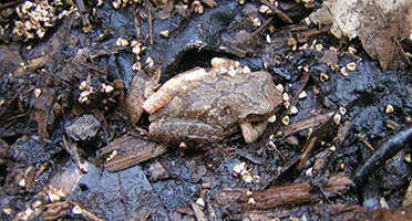 a tiny brown frog camouflages in the swampy area