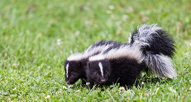 skunks on the lawn