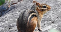 chipmunk