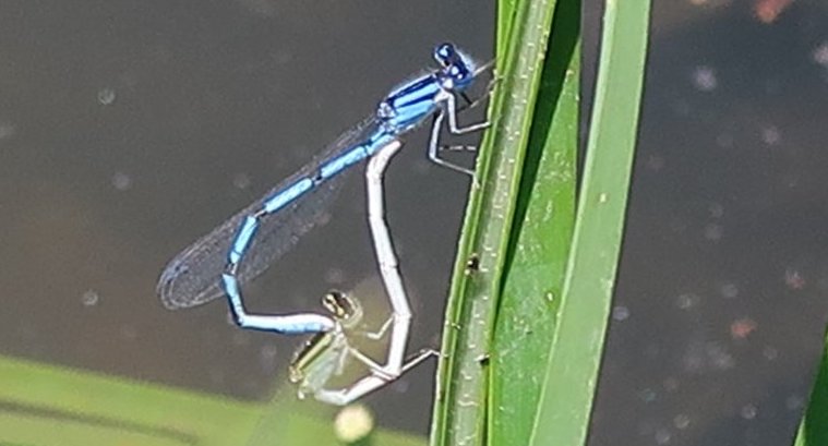 a dragonfly mates with a damselfly by connecting and forming a heart shape