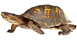 an eastern box turtle