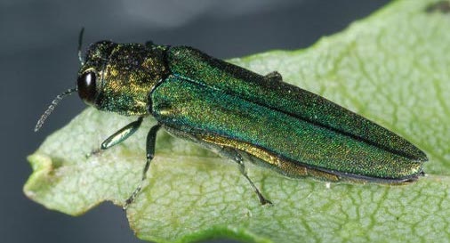 a green bug