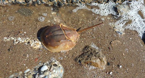 a large shell that looks like a crab