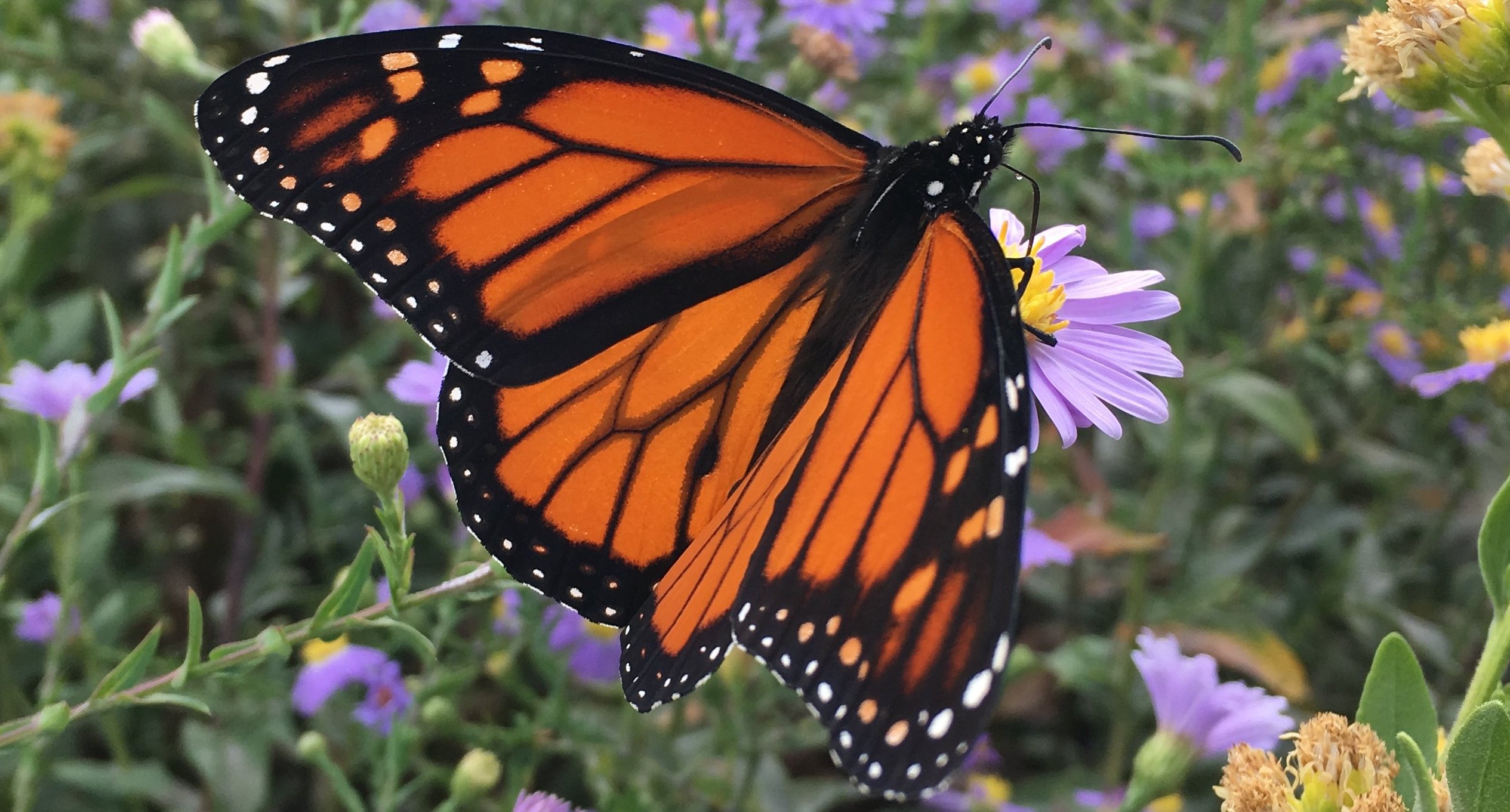 a orange and black butterfly