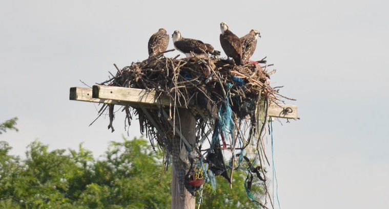 ospreys hang out on a nest created on a utility pole