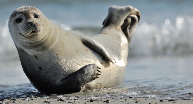 a seal on the beach