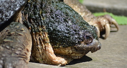 a giant turtle in the park