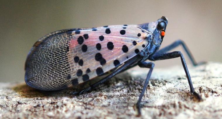 a gray bug with pink wings and black dots