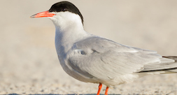 a white bird with a yellow beak and black feathers on top of its head