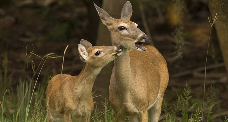 a deer and its baby in the woods