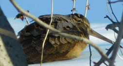 a tiny brown bird in the snow