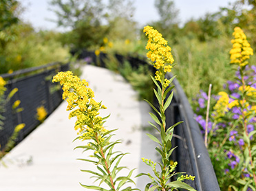 tiny, yellow golden rod flowers blossom near a pathway that leads through the woods