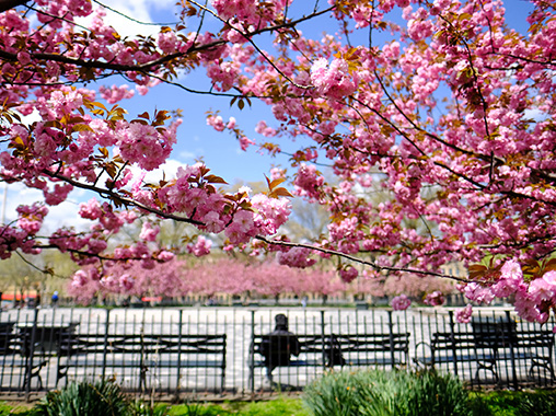 flowering cherry tree