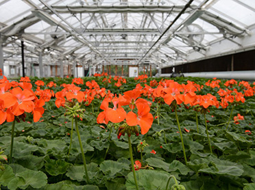 bright orange flowers growing in a greenhouse