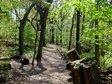 a trail through the woods