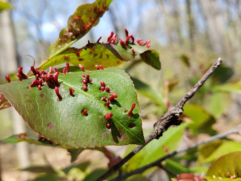 tiny red protrusions on a leaf