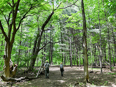 Urban park rangers hike through the woods